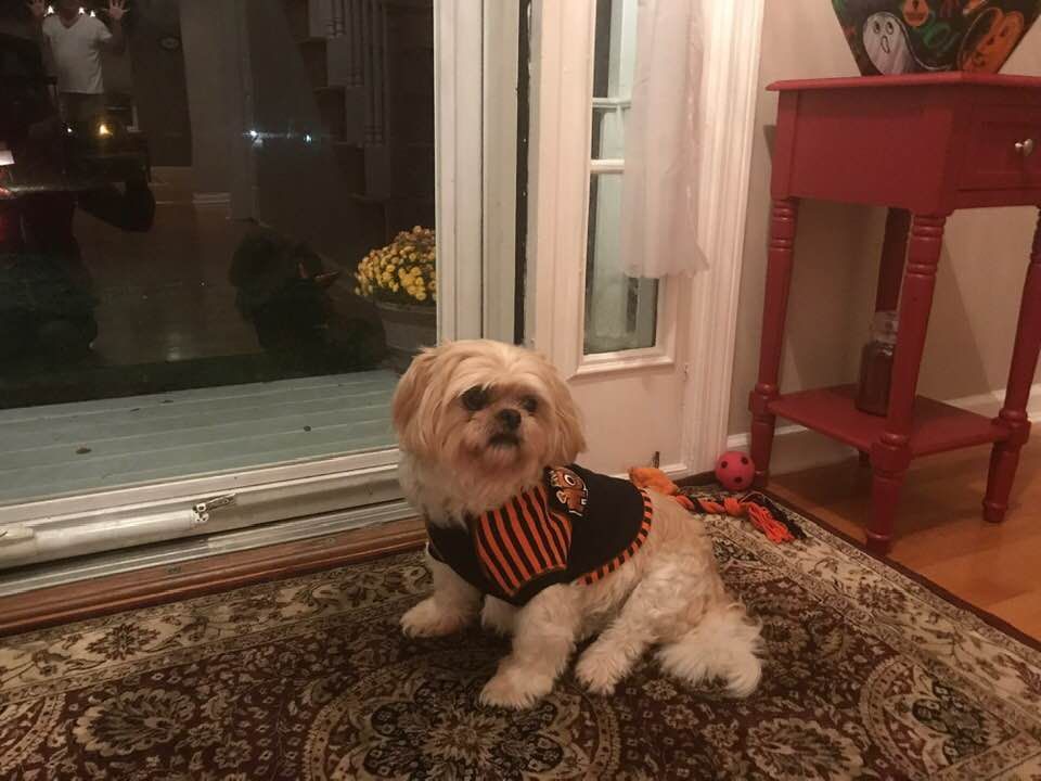A small dog wearing a halloween costume is sitting on a rug in front of a door.