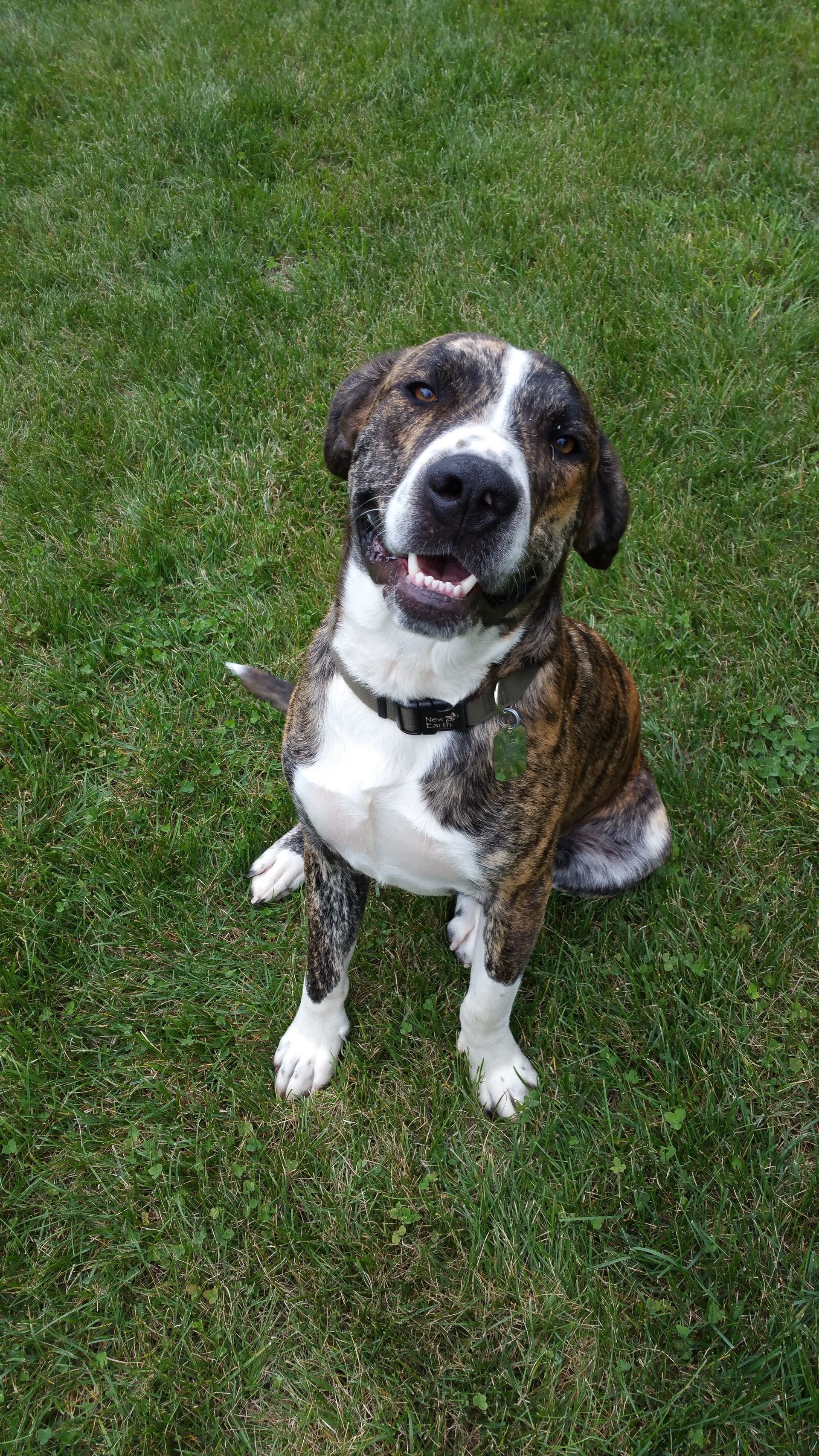 A brown and white dog is sitting on top of a lush green field.