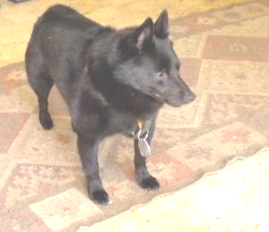 A black dog is standing on a checkered floor.