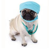 A pug dog wearing a surgical cap and stethoscope.