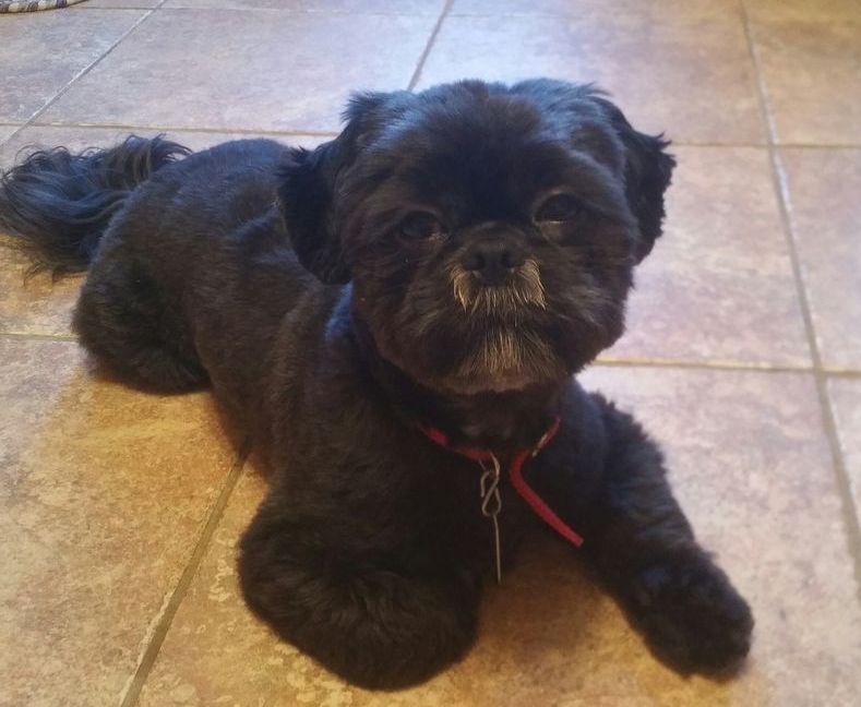 A black dog with a red collar is laying on a tiled floor