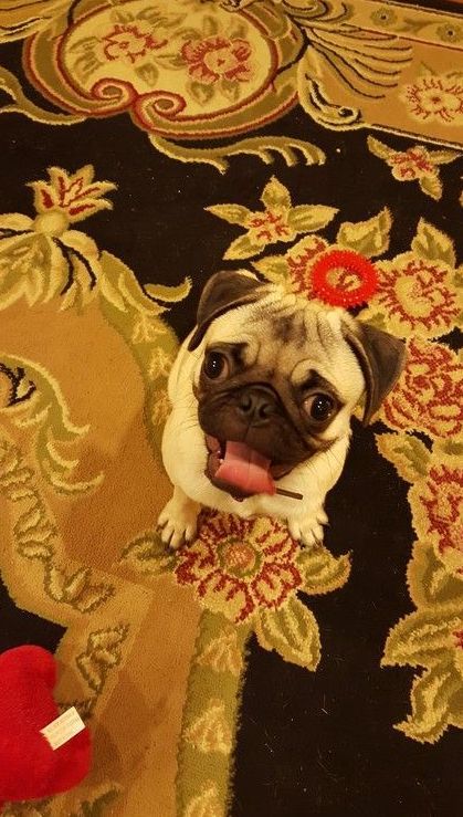 A pug dog is sitting on a rug and looking up at the camera.
