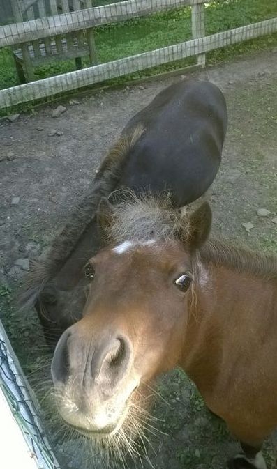 A brown horse and a black horse are standing next to each other in a fenced in area.