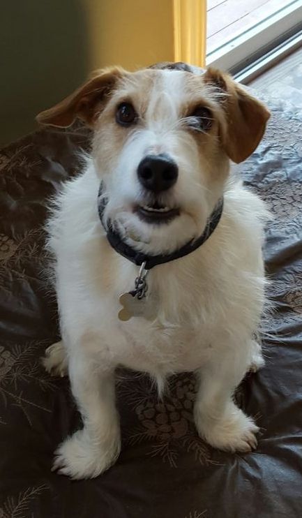 A small white and brown dog is sitting on a bed and looking at the camera.