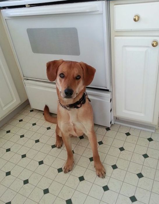 A brown dog standing in front of a white stove