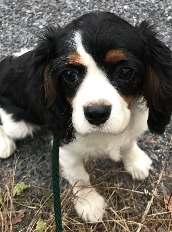A black and white puppy is sitting on the ground on a leash.