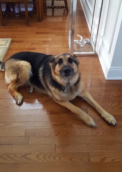A german shepherd dog is laying on a wooden floor.