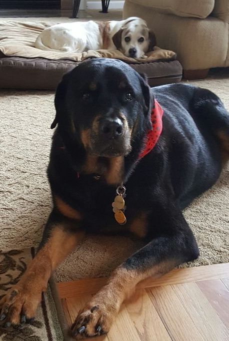 Two dogs are laying on the floor in a living room.