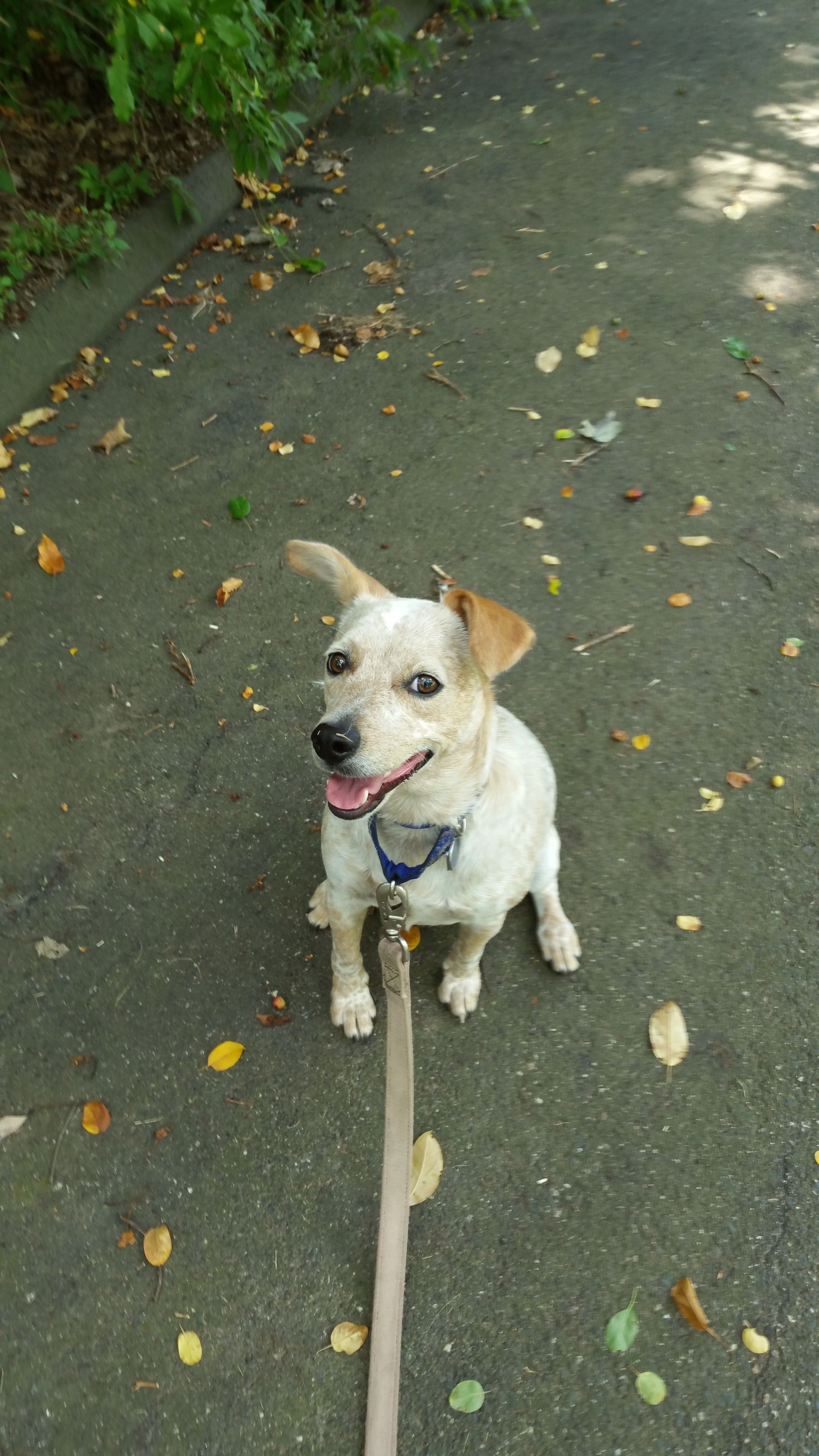 A small white dog is sitting on a leash on a sidewalk.