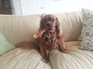 A dog is sitting on a couch with a stick in its mouth.
