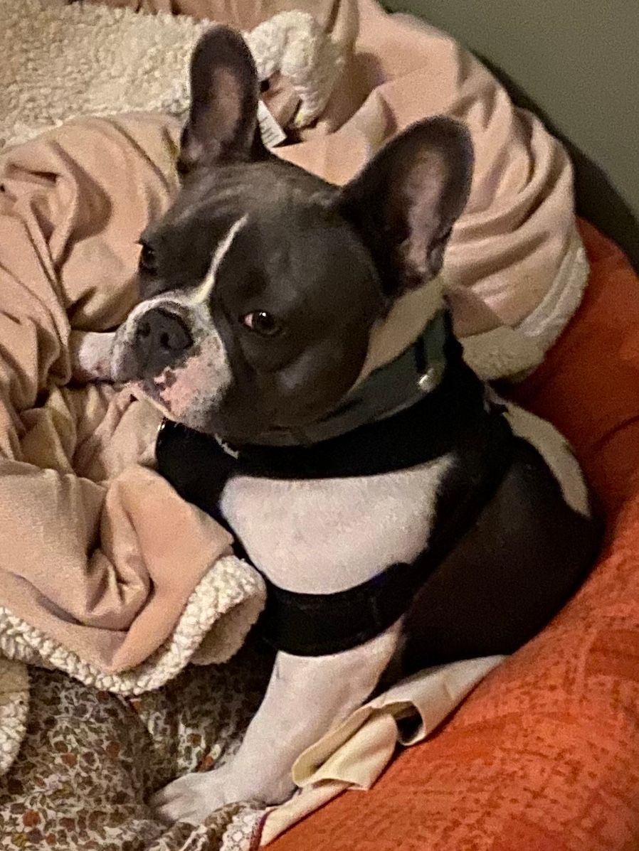 A black and white dog is laying in a dog bed.