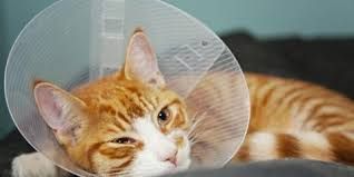A cat with a cone around its head is laying on a couch.