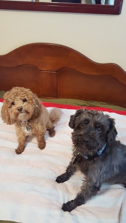 Two small dogs are sitting on a bed next to each other.