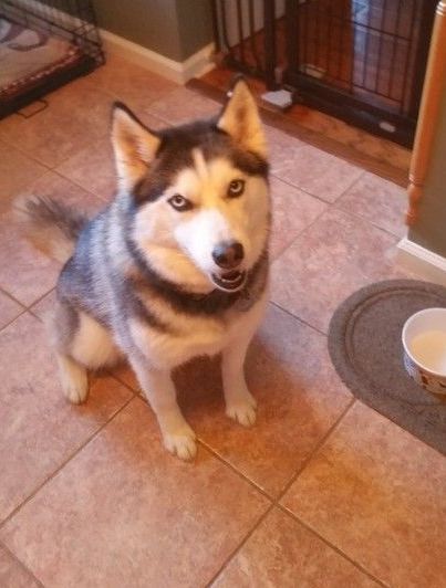 A husky dog is sitting on a tiled floor next to a bowl of food.