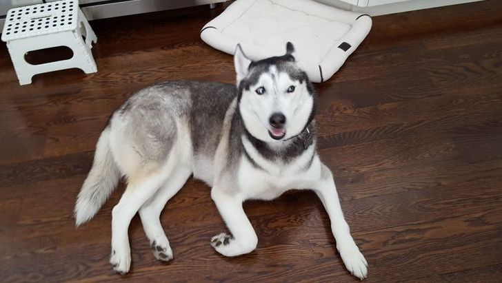 A husky dog is laying on a wooden floor.