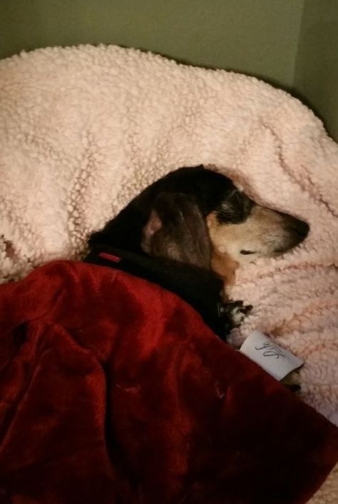 A dog is laying under a blanket in a dog bed.