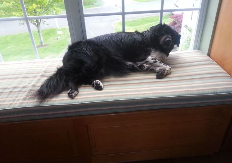 A black dog is laying on a window sill.