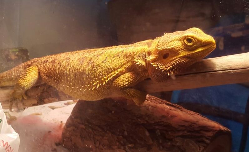 A lizard is sitting on a branch in a cage.