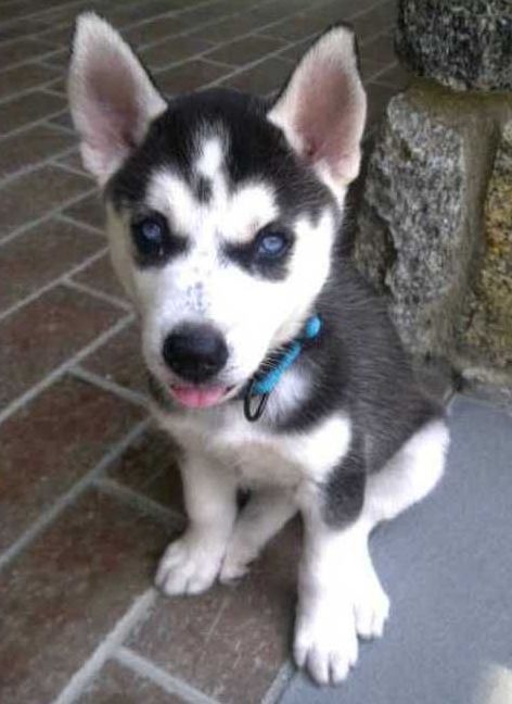 A husky puppy wearing a blue collar is sitting on a tiled floor.