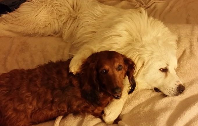 Two dogs are laying next to each other on a bed.