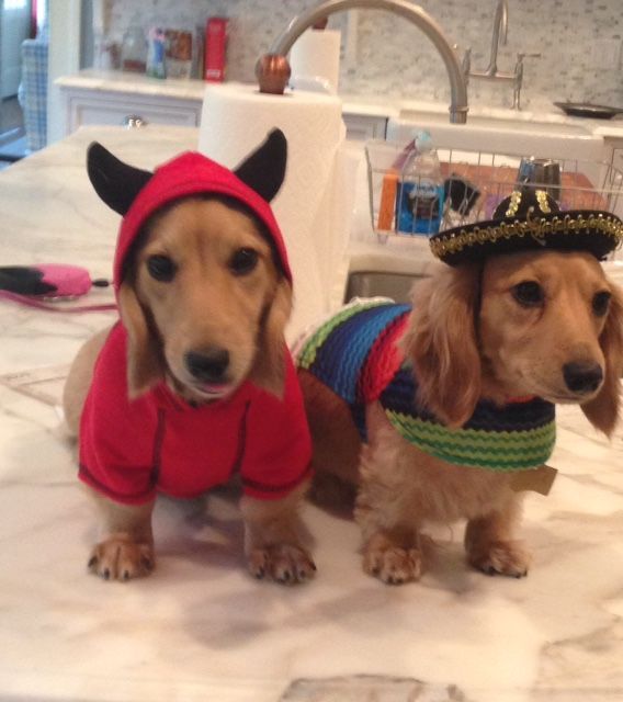 Two dachshunds wearing costumes are sitting on a counter