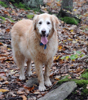 A dog with a blue collar is standing in the woods