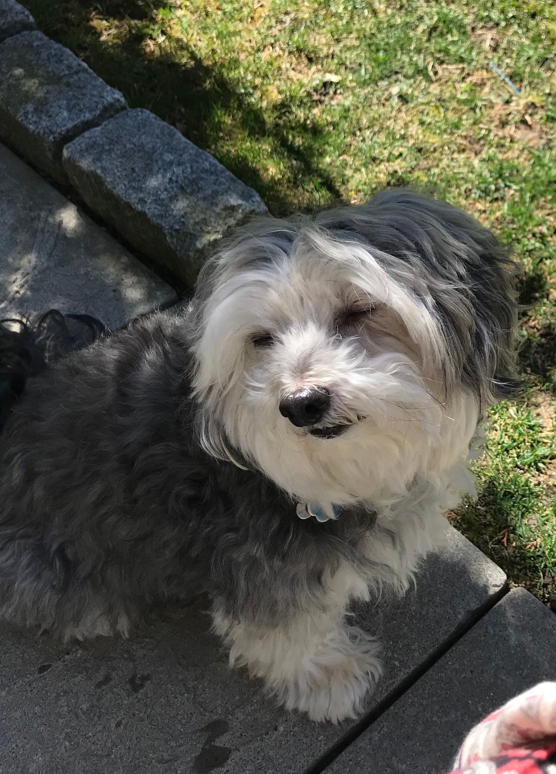 A small gray and white dog is standing on a sidewalk looking at the camera.