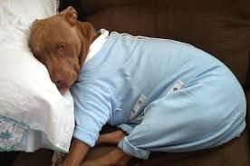 A brown dog wearing a blue pajamas is sleeping on a couch.