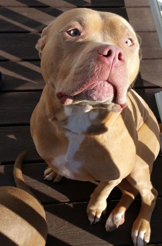 A brown and white dog sitting on a wooden deck