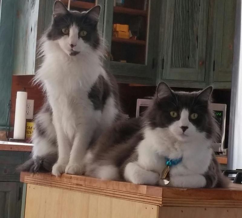 Two fluffy cats are sitting on a counter in a kitchen