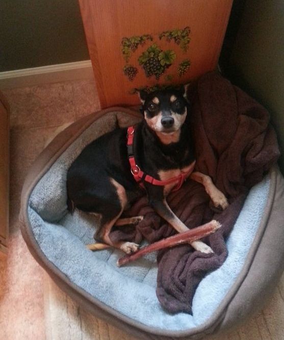 A small black dog is laying in a dog bed