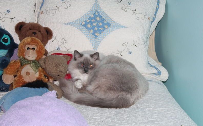 A cat is laying on a bed next to stuffed animals.