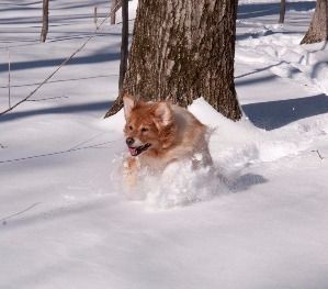 A dog is running through the snow near a tree.