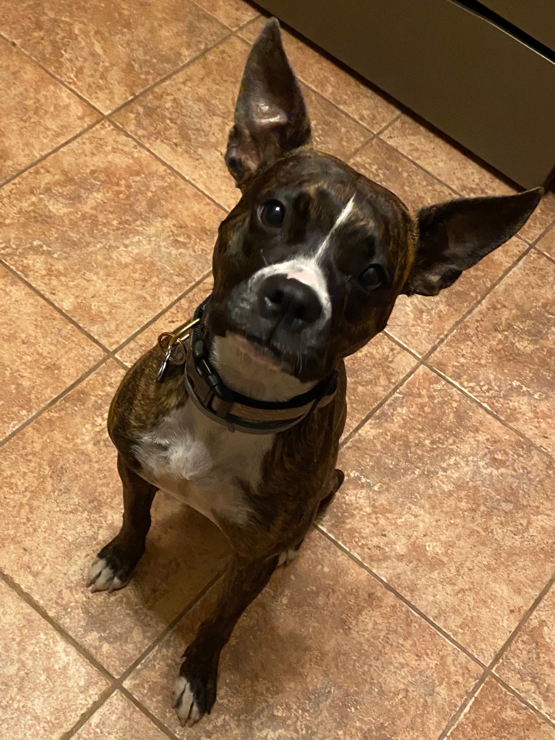 A brown and white dog is sitting on a tiled floor looking up at the camera.
