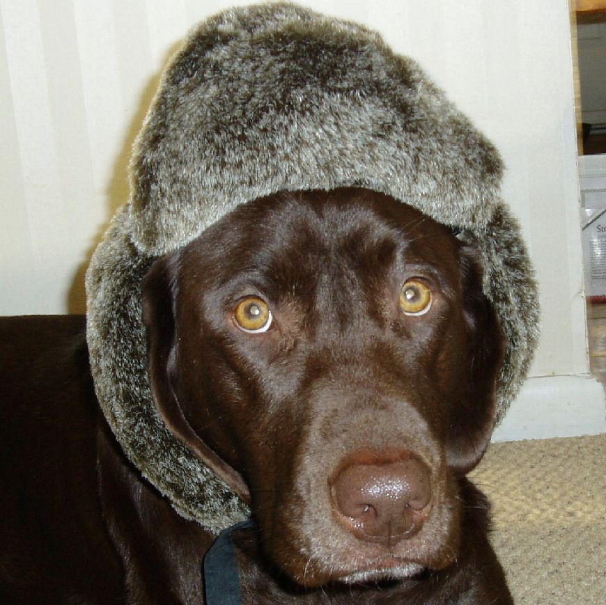 A brown dog wearing a furry hat looks at the camera