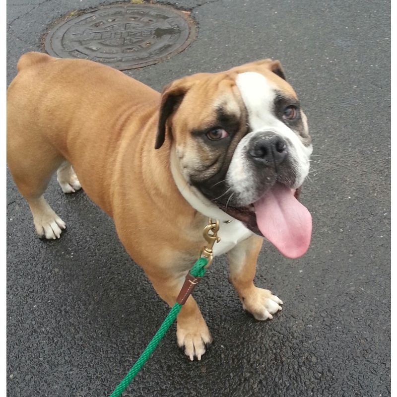 A brown and white dog on a leash with its tongue hanging out