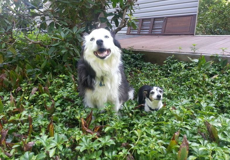 Two dogs are standing in a lush green field