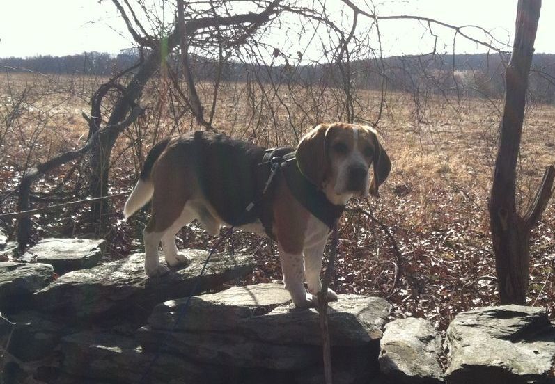 A small brown and white dog standing on a rock