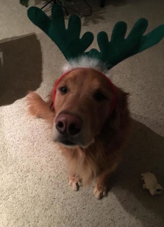 A dog wearing reindeer antlers and a santa hat.