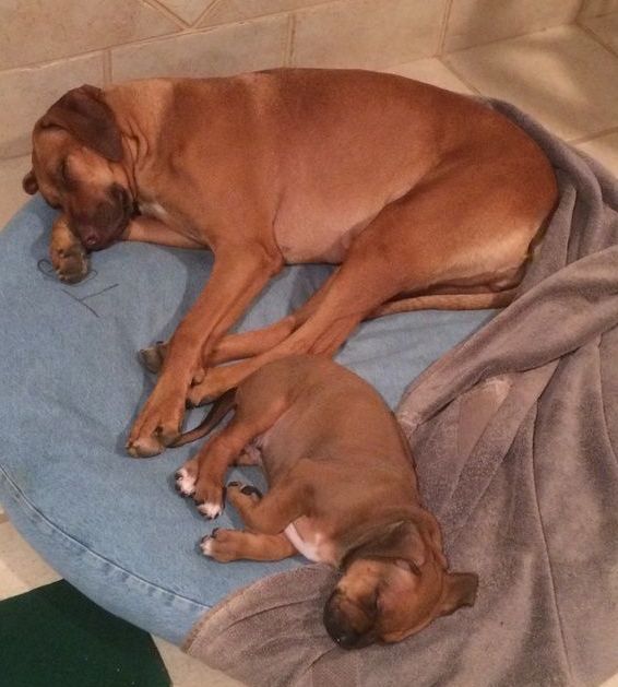 A dog and a puppy are sleeping on a blue pillow