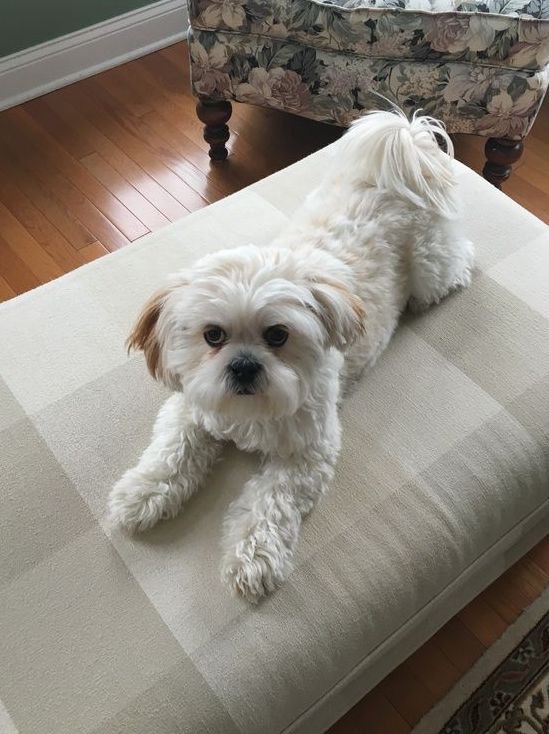A small white dog is laying on an ottoman in a living room.