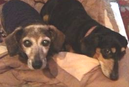 Two dachshunds are laying next to each other on a bed.