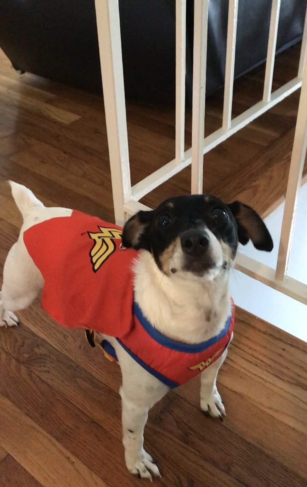 A small black and white dog wearing a wonder woman costume