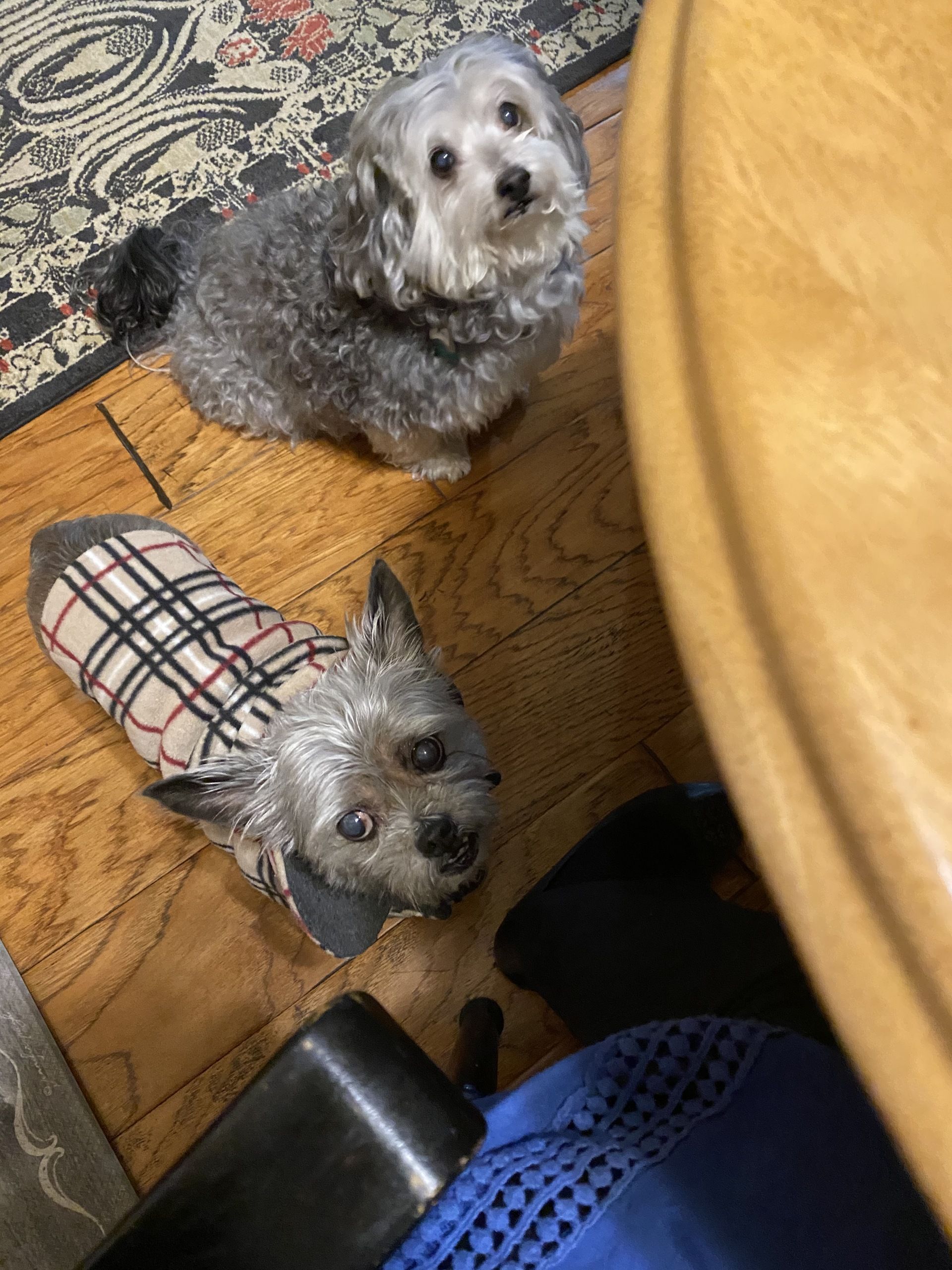 Two small dogs are sitting next to each other on a wooden floor.
