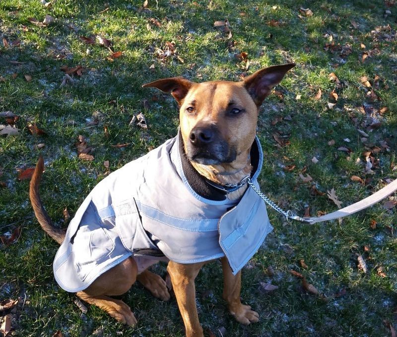 A brown dog wearing a white coat is sitting in the grass