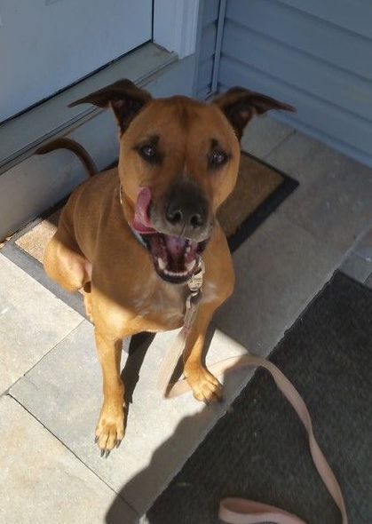 A brown dog with its tongue out is sitting on a doorstep