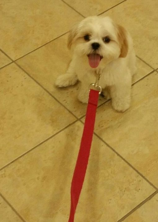 A small white dog on a red leash on a tiled floor