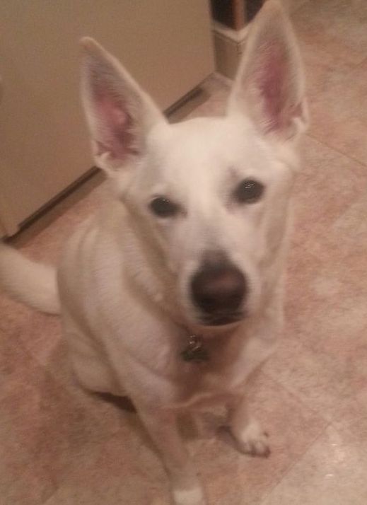 A white dog is sitting on a tiled floor and looking at the camera