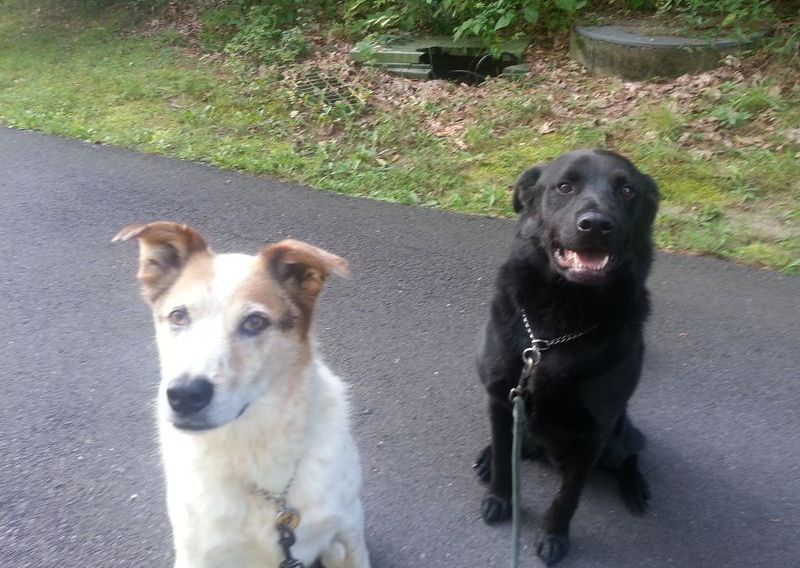 A white dog and a black dog are sitting on a sidewalk