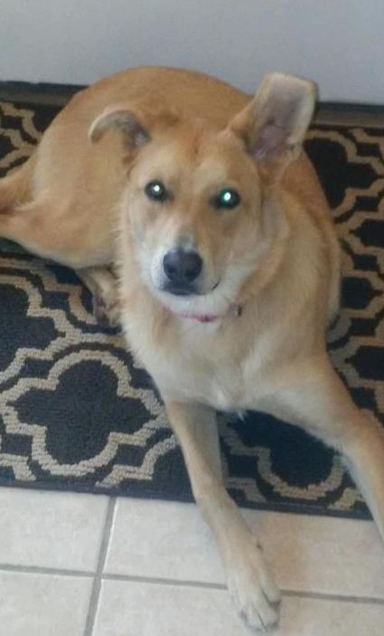 A dog is laying on a rug on the floor